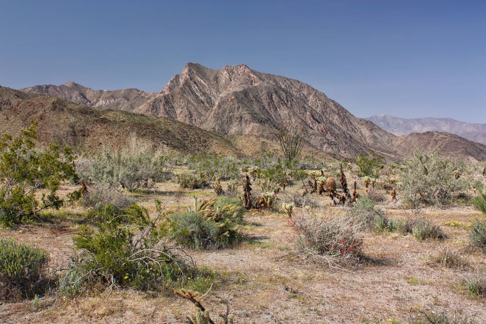 Hellhole Canyon Alive with Vibrant Color at Anza-Borrego Desert