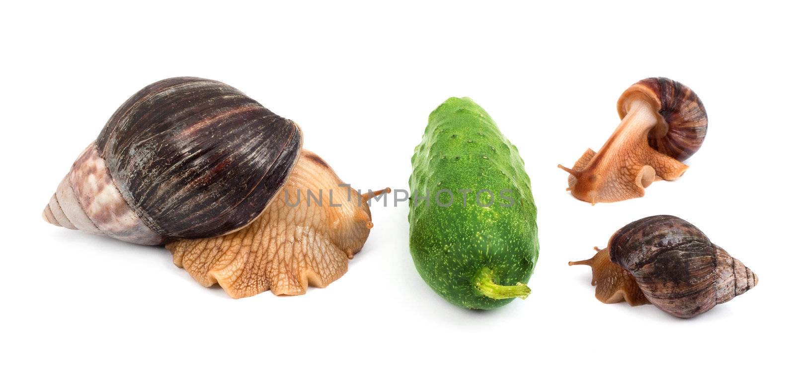 Three brown snail isolated on white background