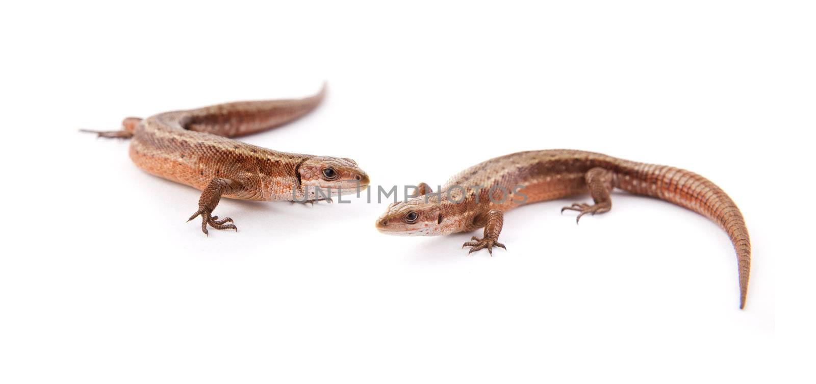 One small lizard on a white background