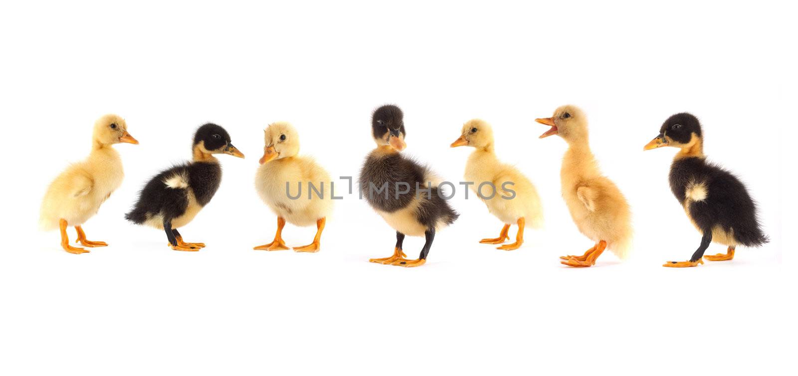 The black small duckling isolated on a white background