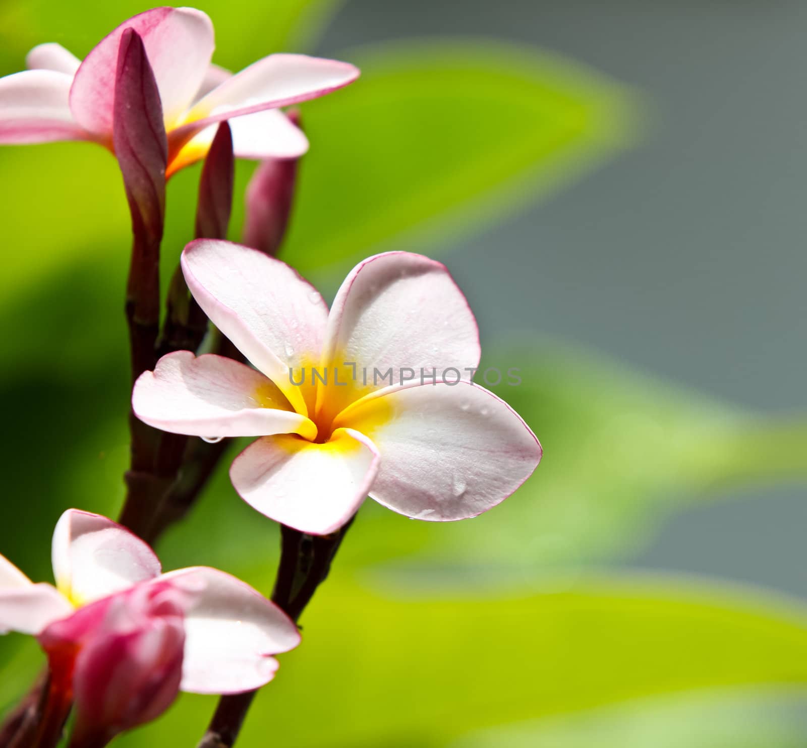 Pink frangipani flowers with leaves in background