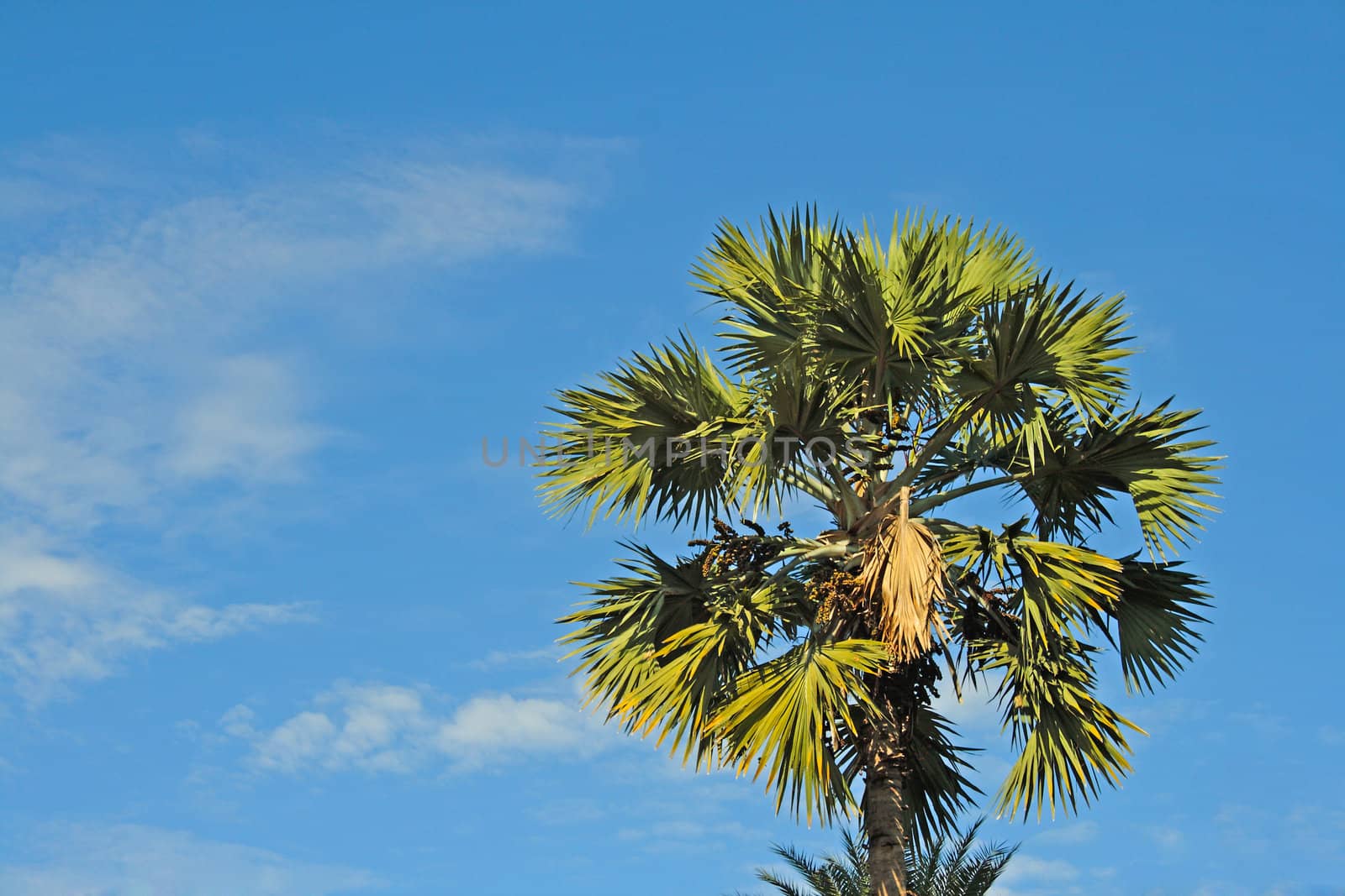 Betel nut tree on blue sky