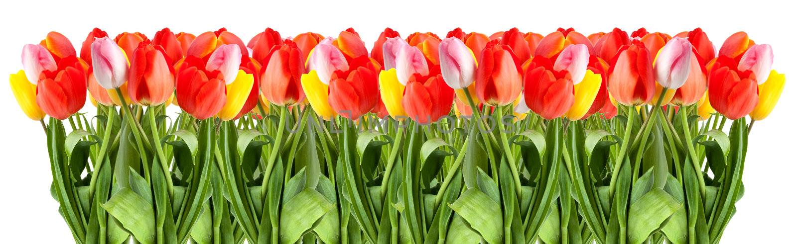 Bunch of tulips isolated on a white background