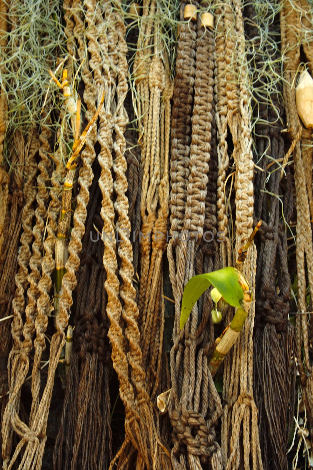 Rope tied to a tree, texture