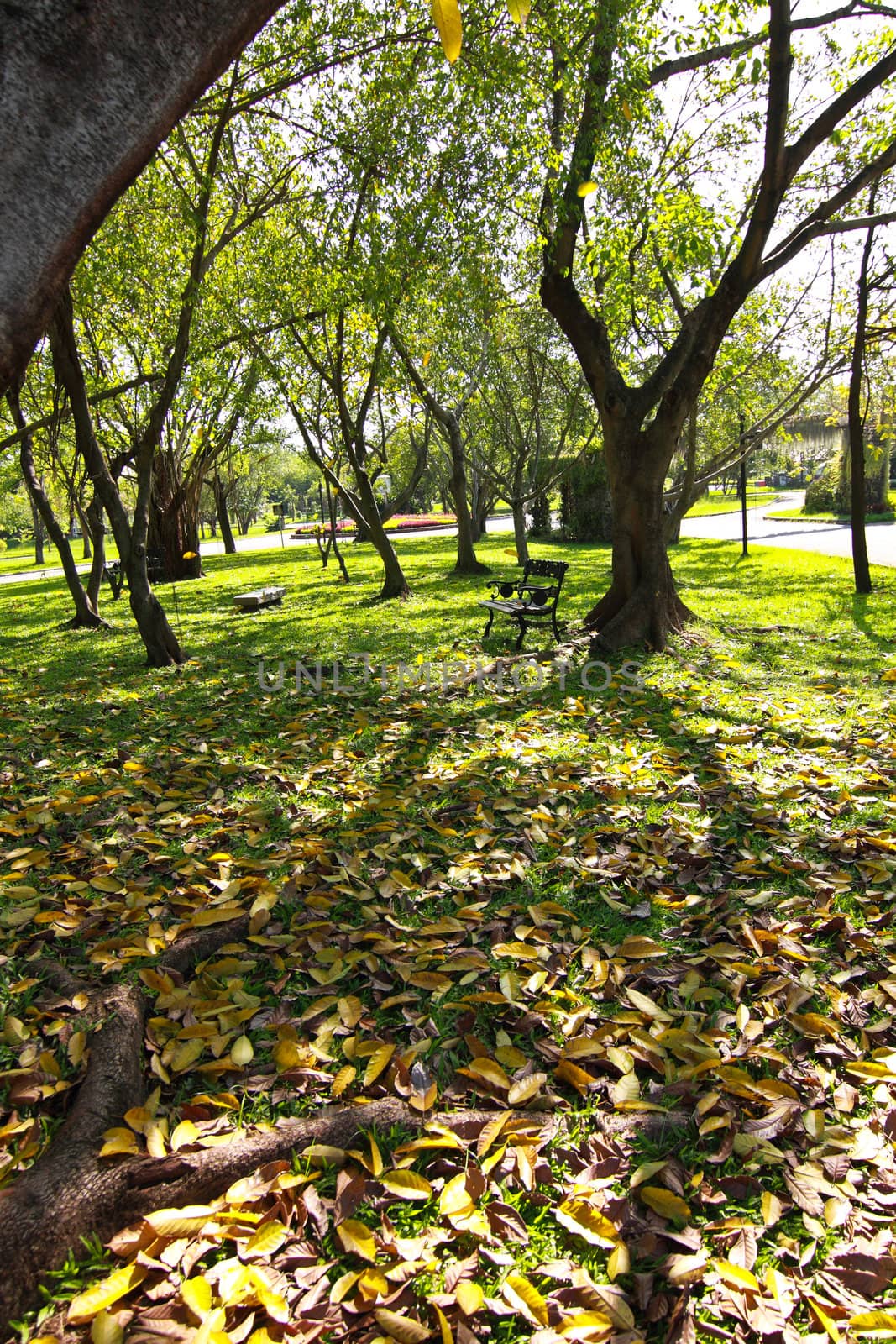 Trees and leaves by liewluck