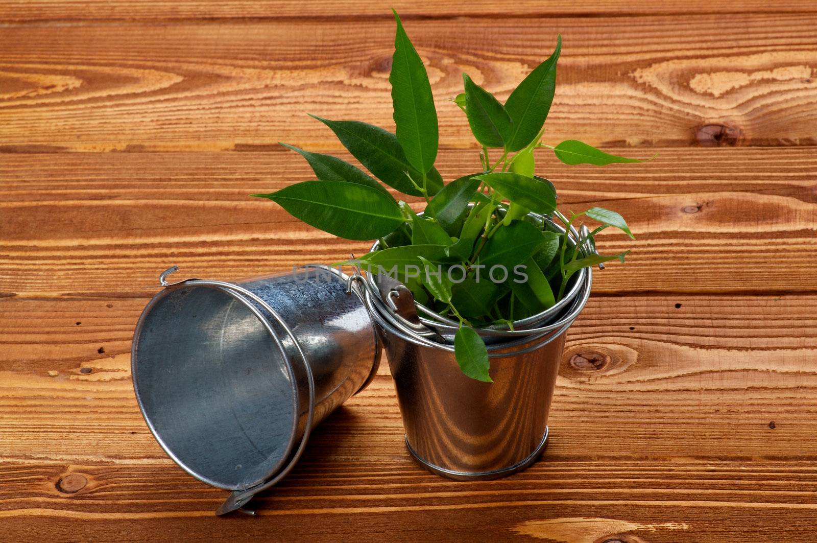 Mini Tin Buskets with Green Plants on wooden background