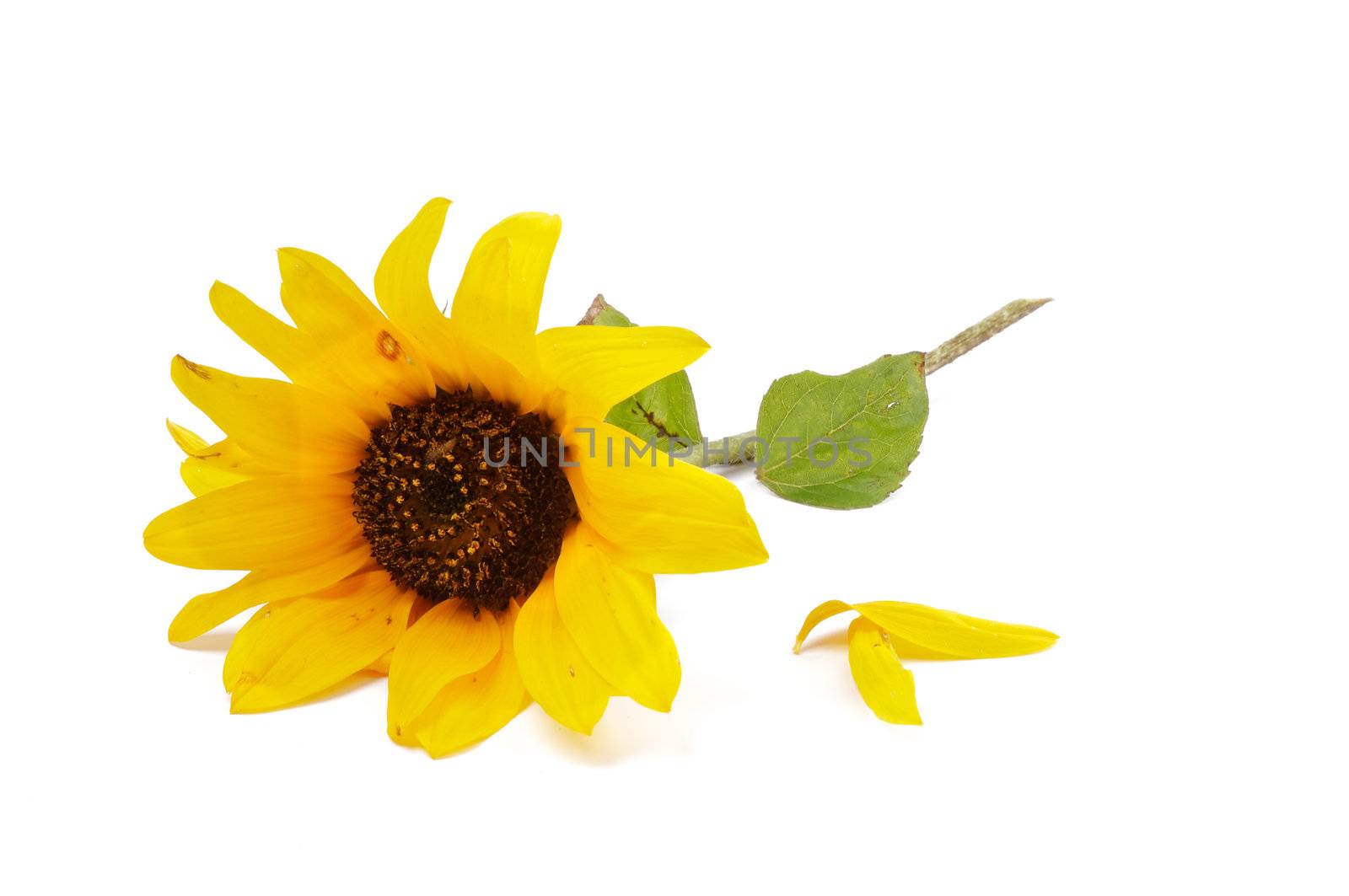 Beautiful Sunflower and Petals isolated on white background