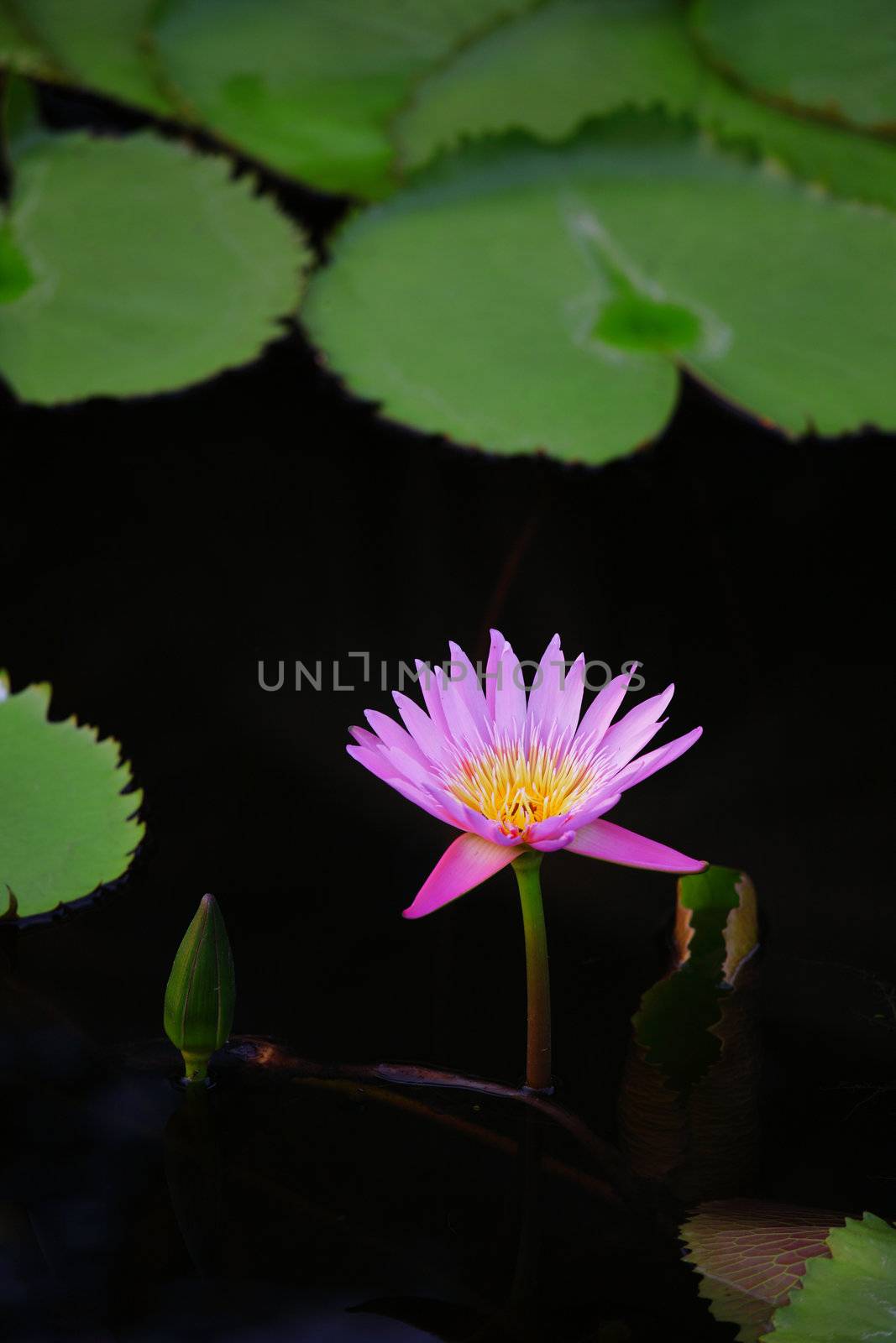 water lilly by antpkr