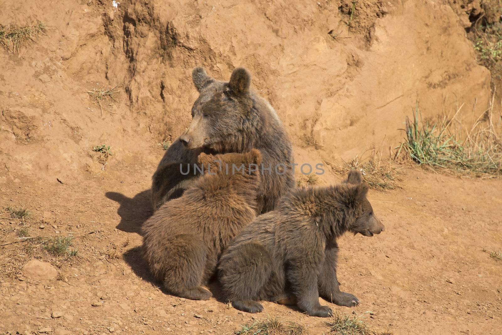 A brown bear with her three cubs in the wild.