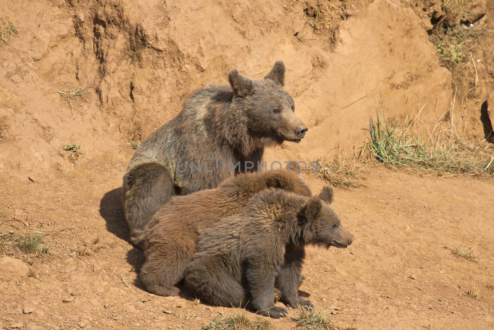 A brown bear with her three cubs in the wild.