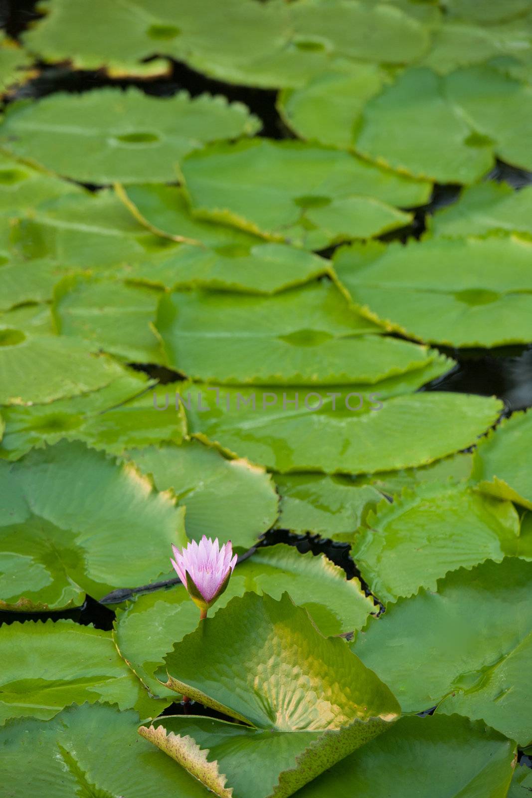 water lilly by antpkr