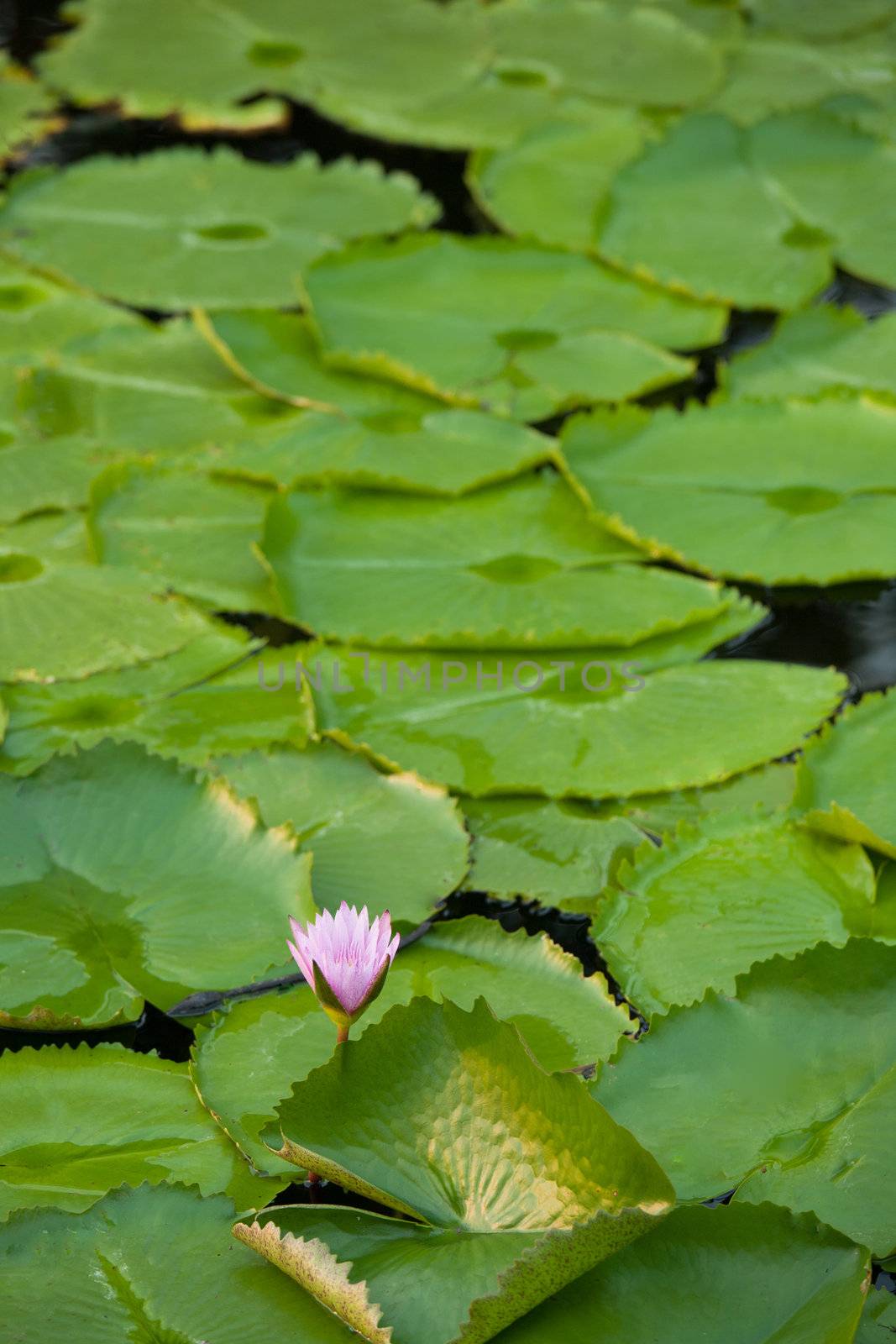 water lilly