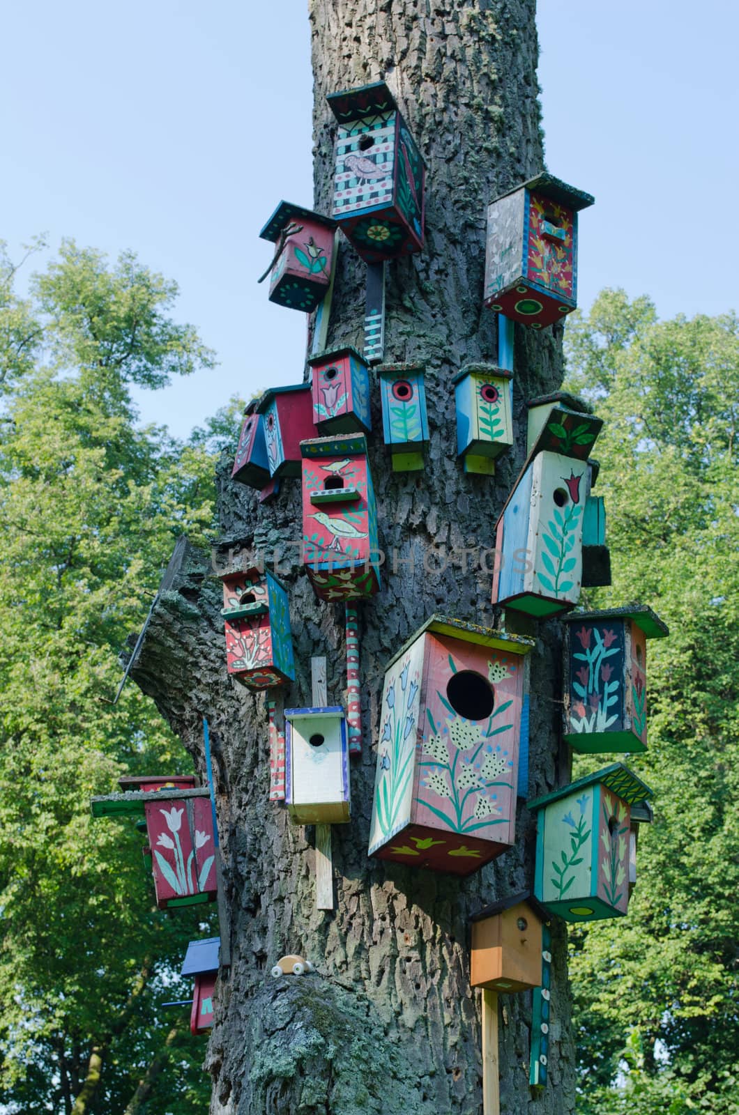 Colorful bird houses nest box hang old tree trunk by sauletas