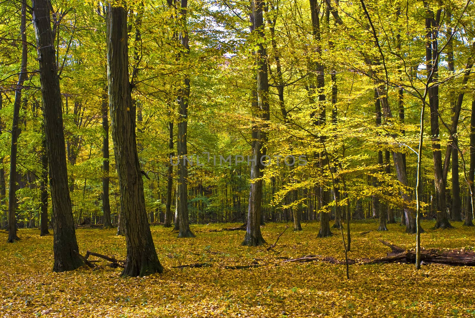 The old hornbeam forest in fall morning