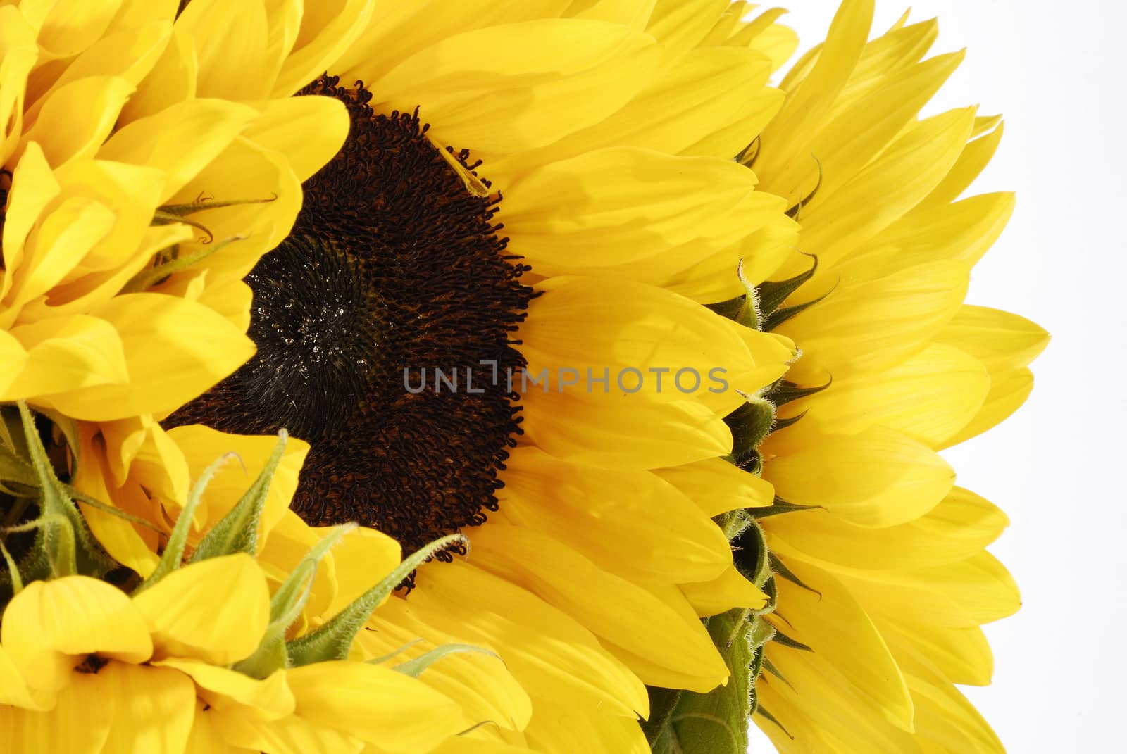 The Sunflowers bunch closeup