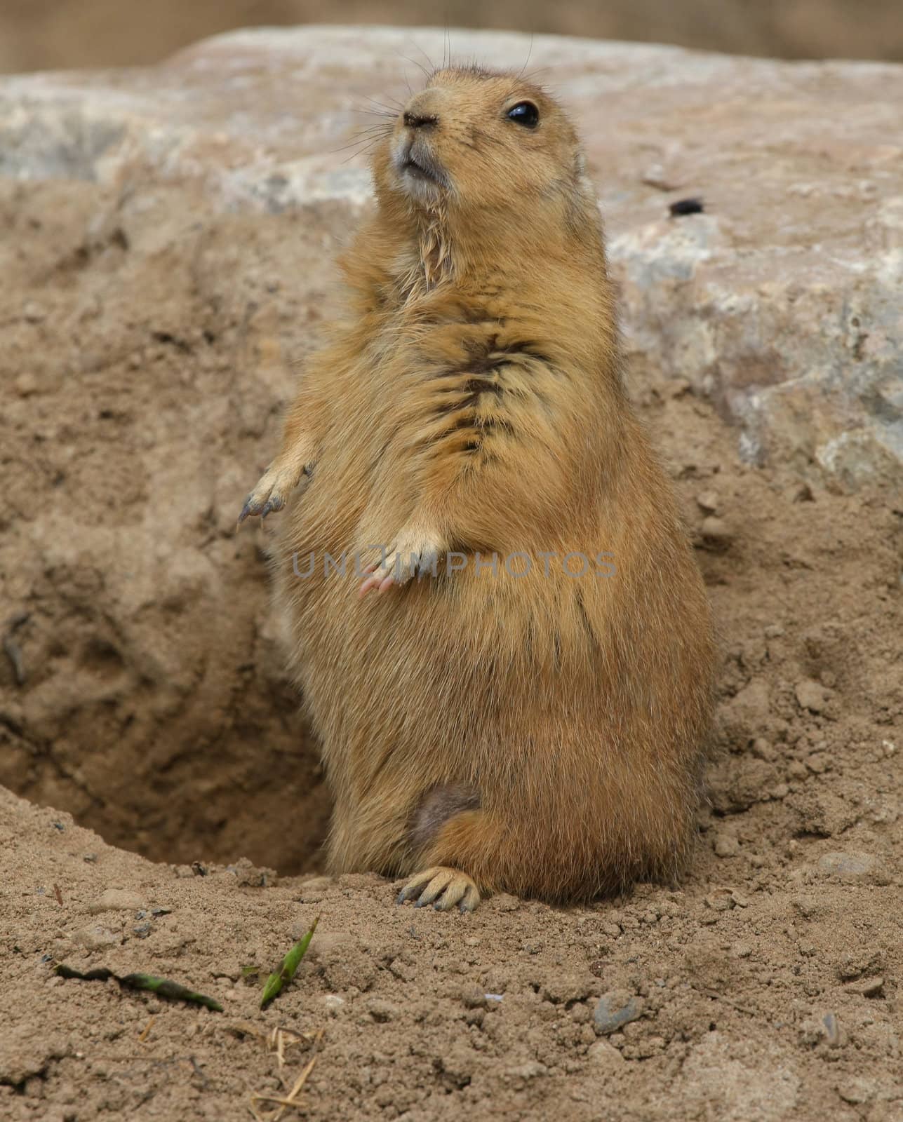 Black-tailed Prairie Dog sitting up on hind legs