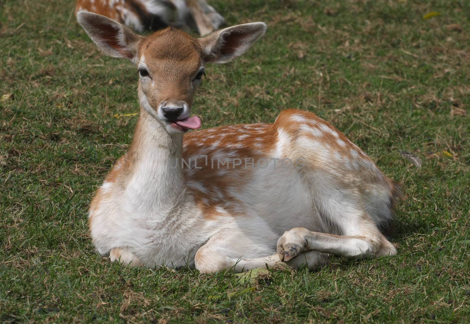 Fallow Deer laying on grass tongue out to side