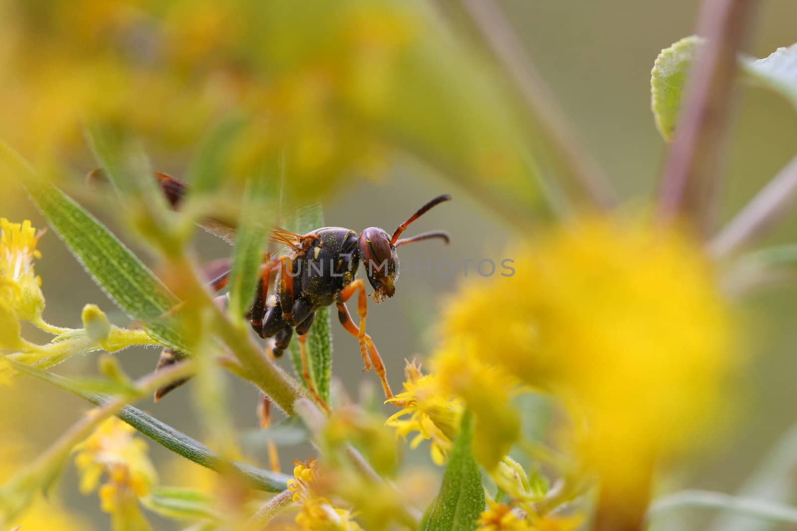 Paper Wasp Polistes sp closeup of head on goldenrod flower