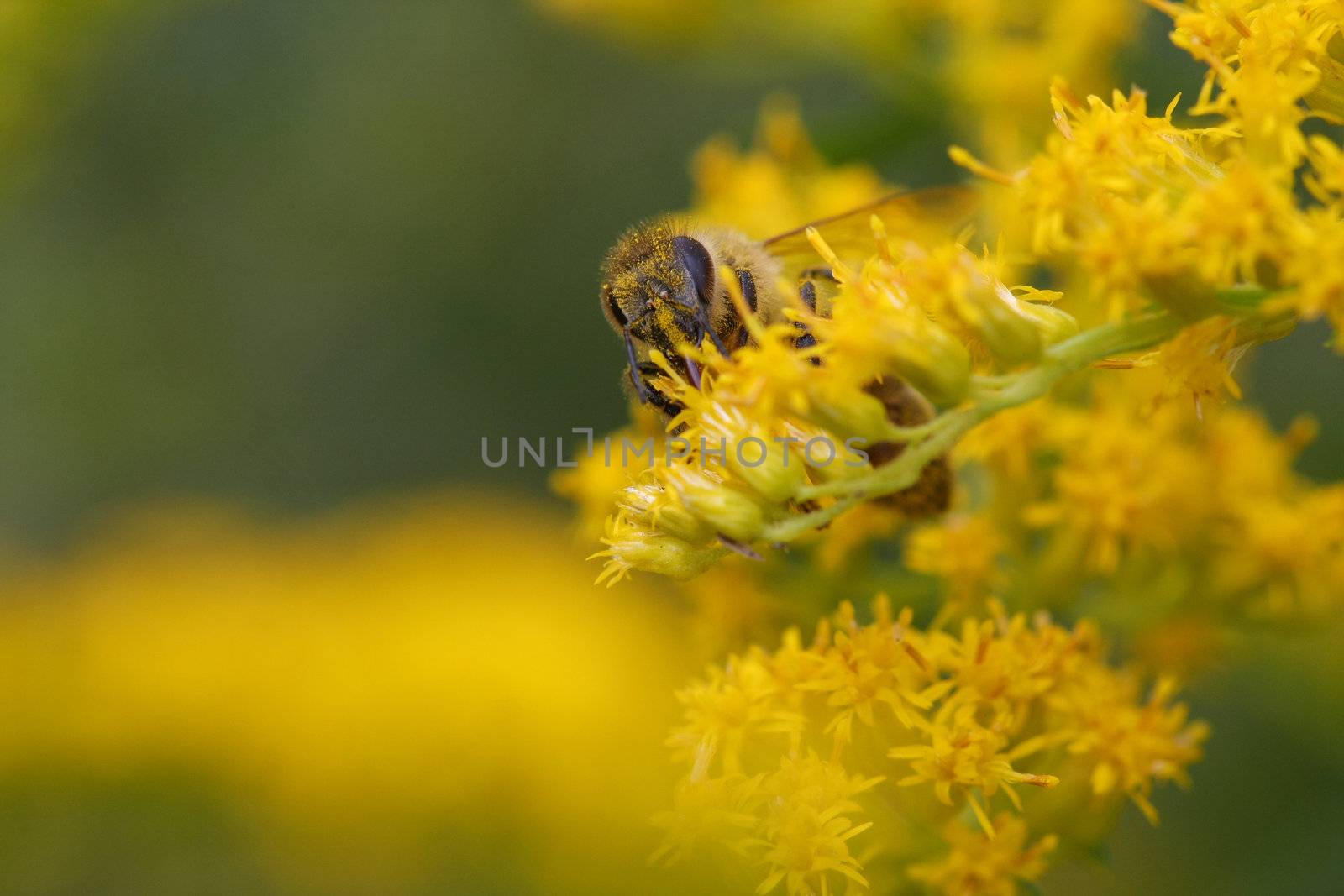 Honey Bee late summer on goldenrod flower