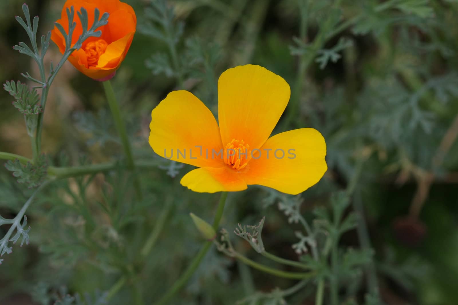 California poppy Eschscholzia californica flower late summer