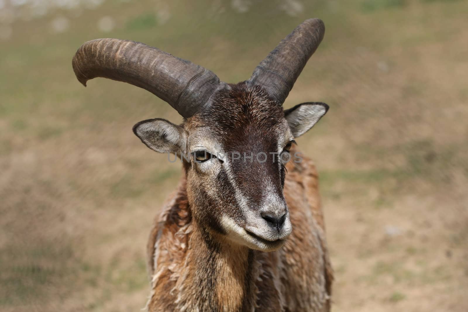 Mouflon sheep closeup of face and horns