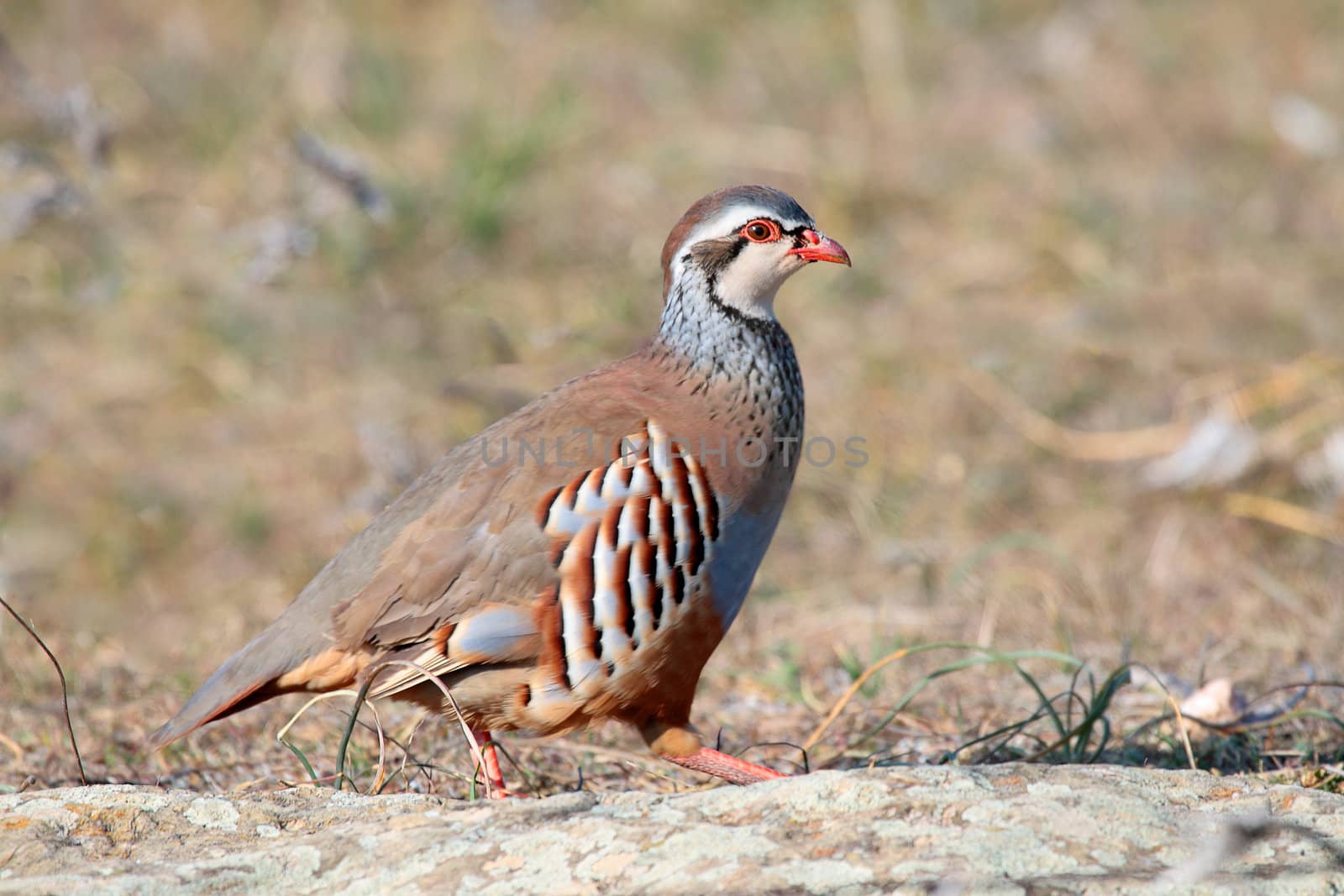  red legged partridge wild fleeing through the field in hunting season