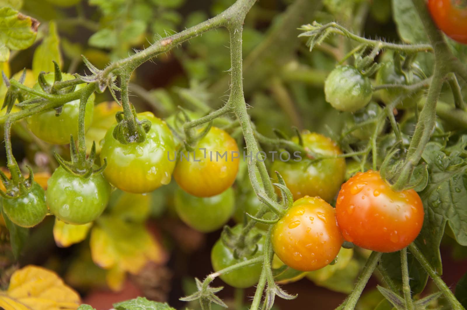 A bunch of tomatoes ripening in the garden