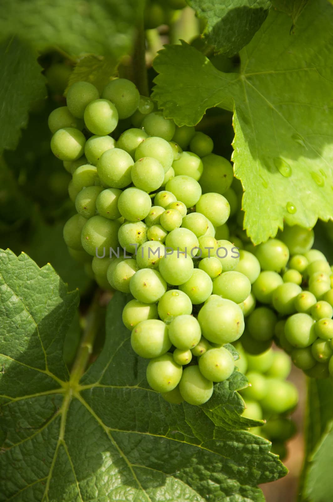 A bunch of grapes at a vineyard