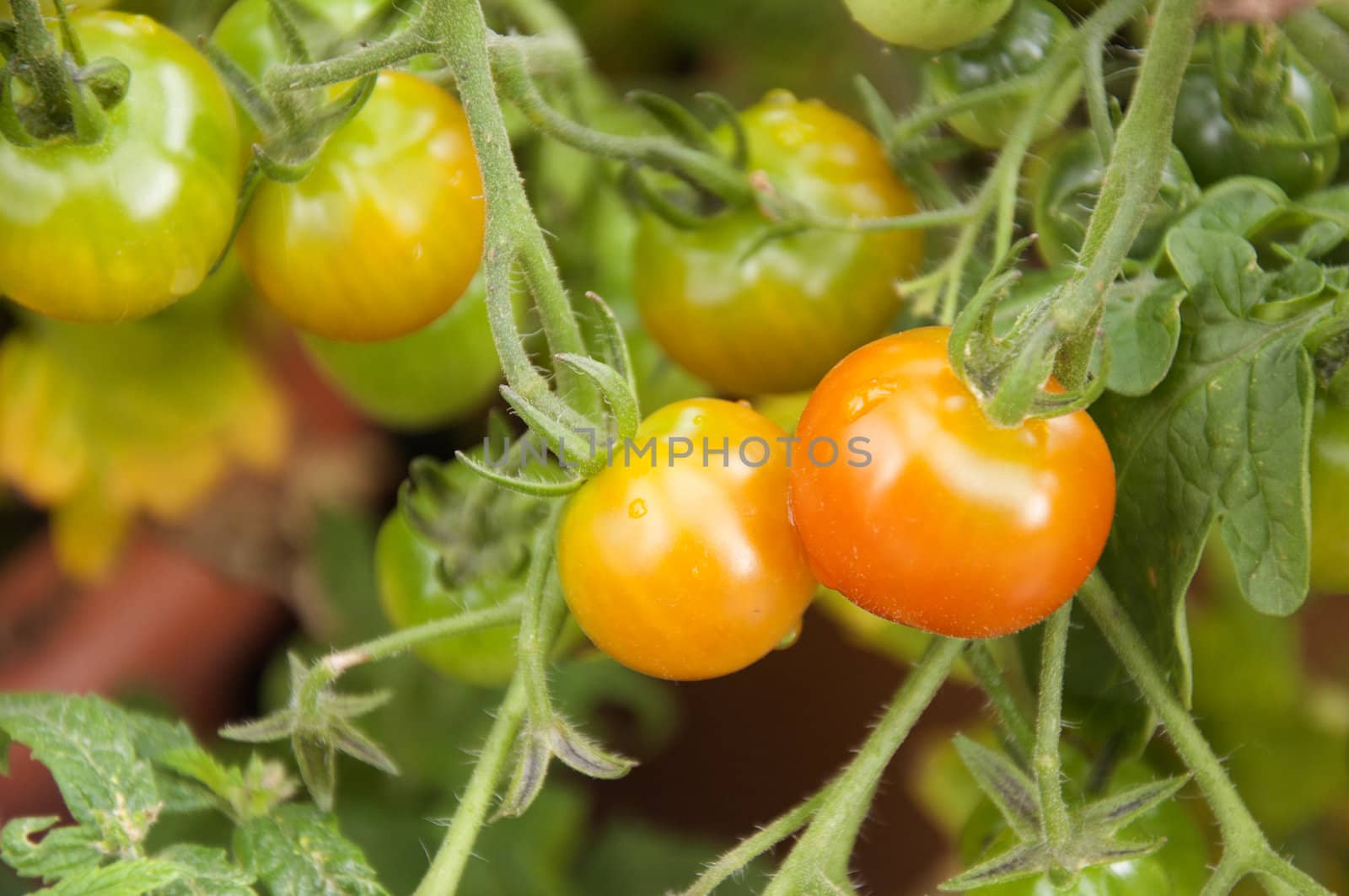 Tomatoes ripening in the garden by kdreams02