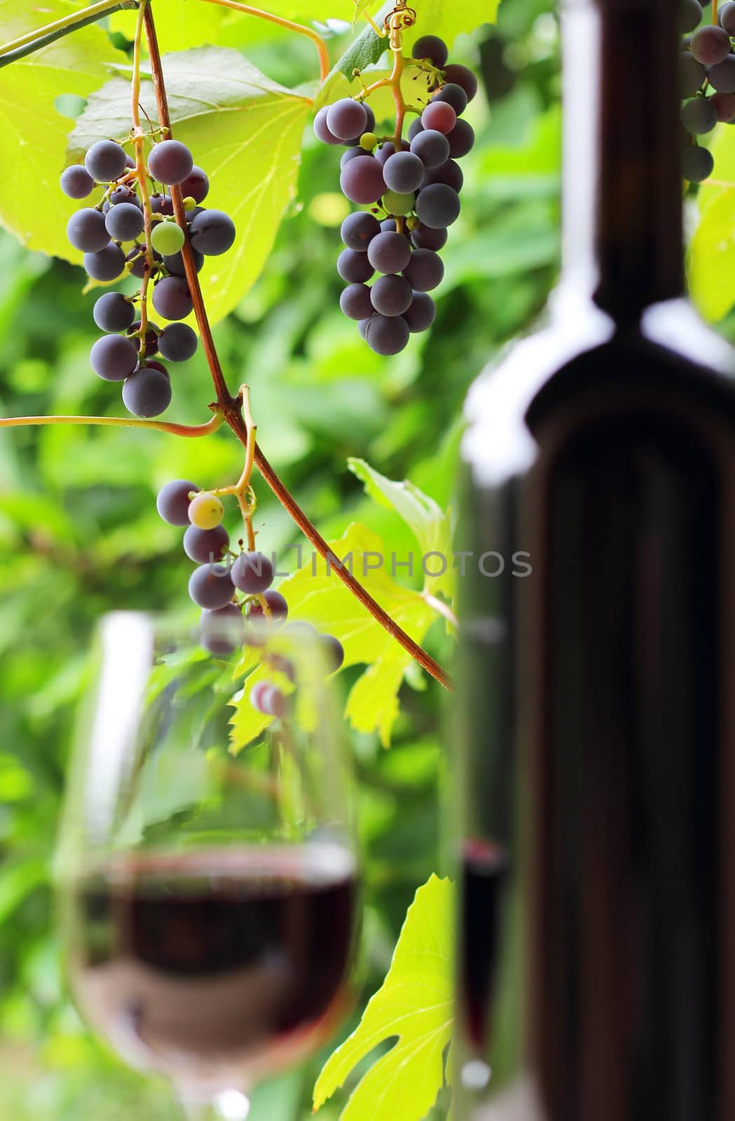 Grapes and wine   by captblack76