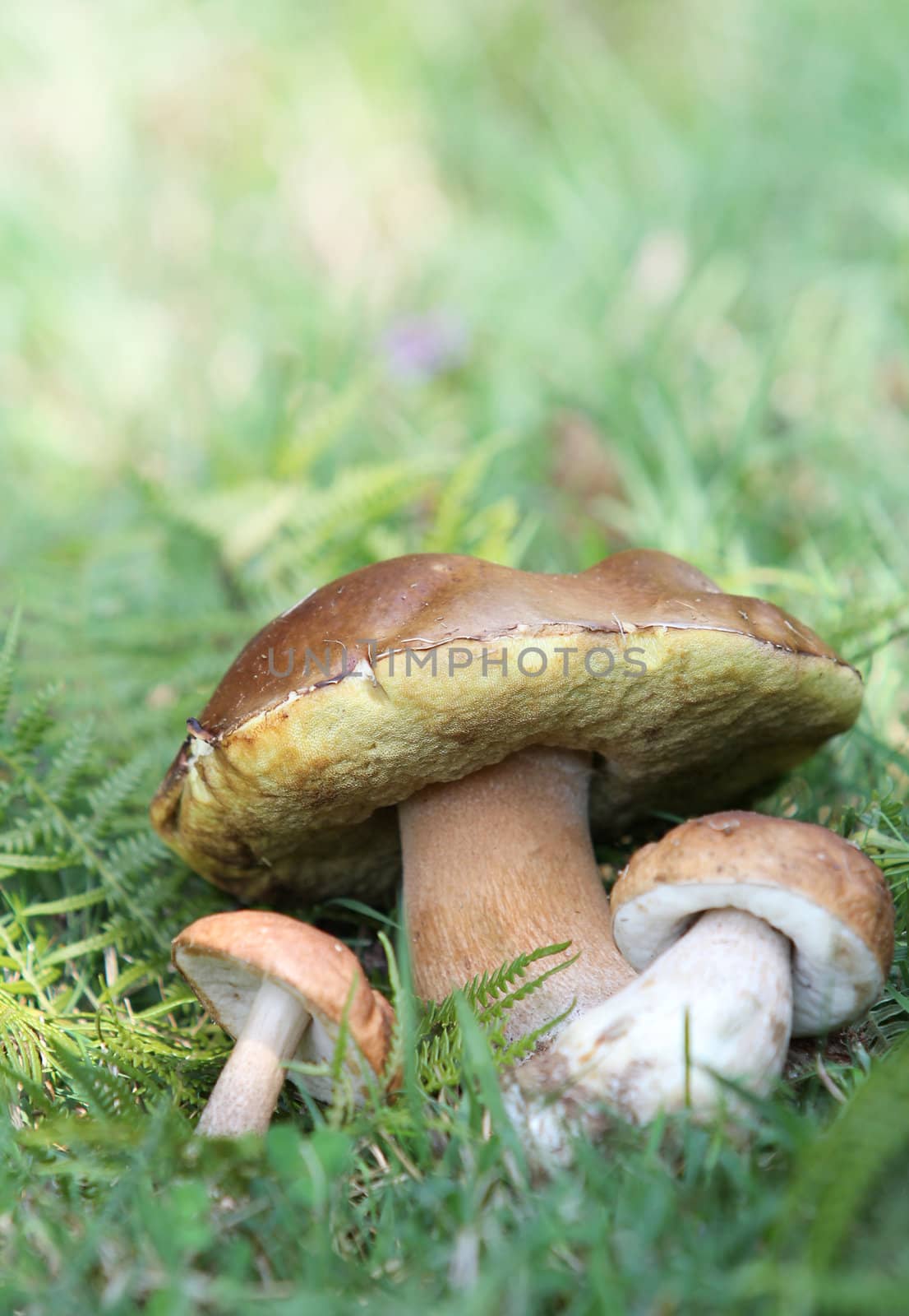 Autumn eatable mushrooms. Soft focus on  grass