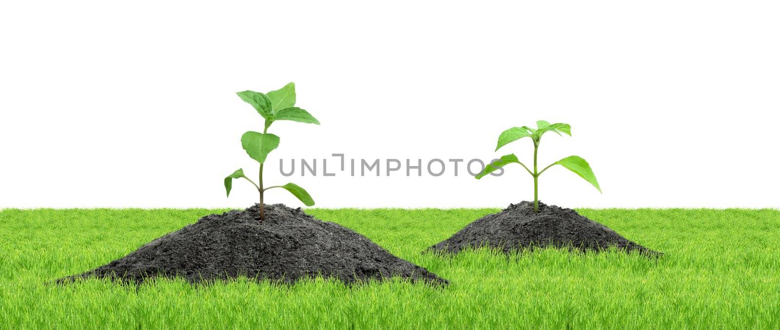 Green sprouts isolated on a white background