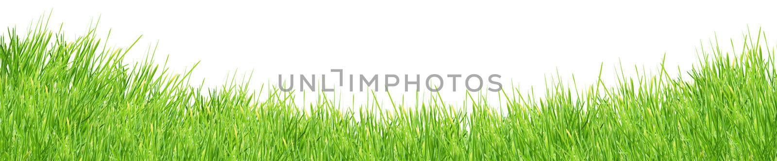 Isolated green grass on a white background