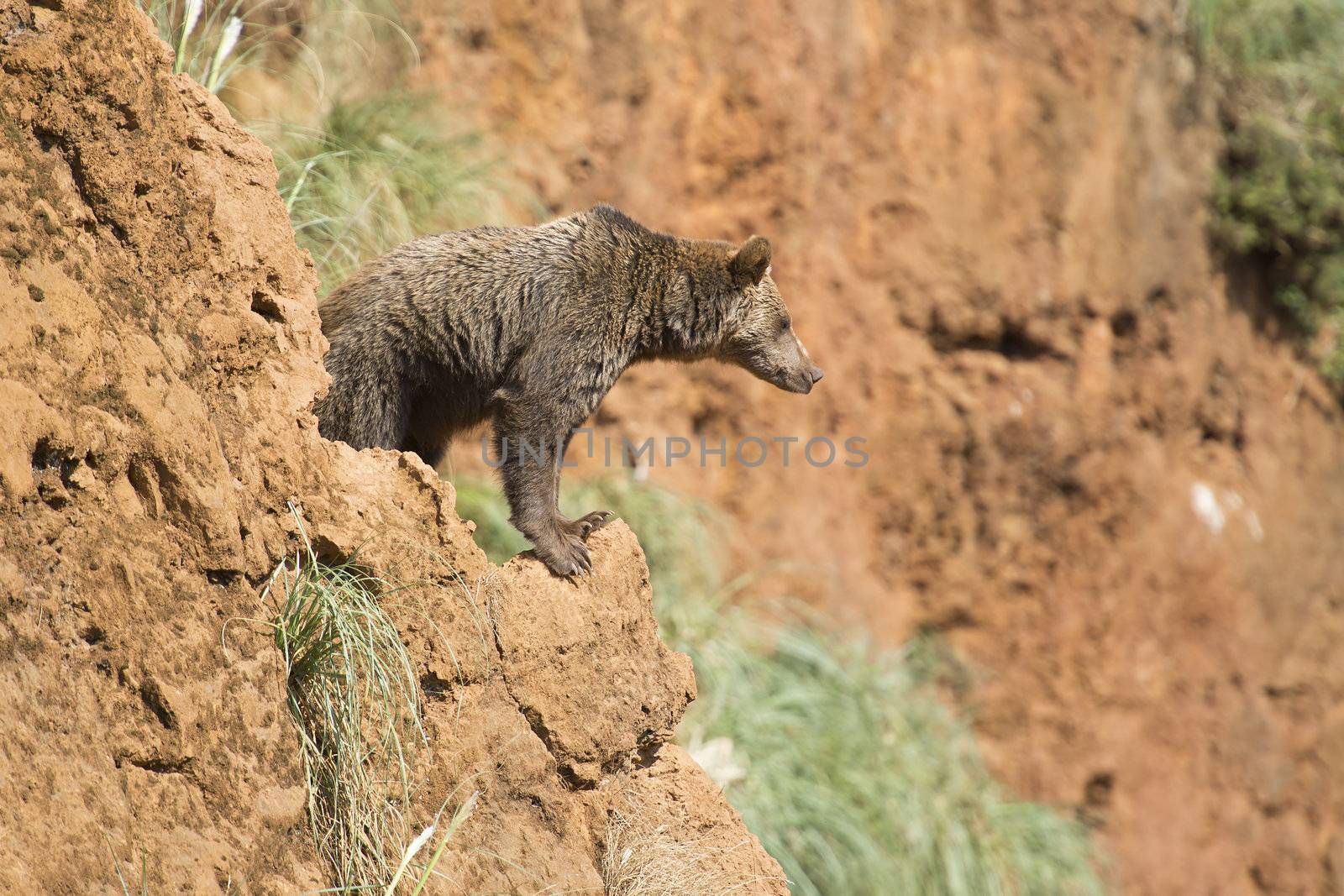 A brown bear climbing a cliff in his natural habitat.