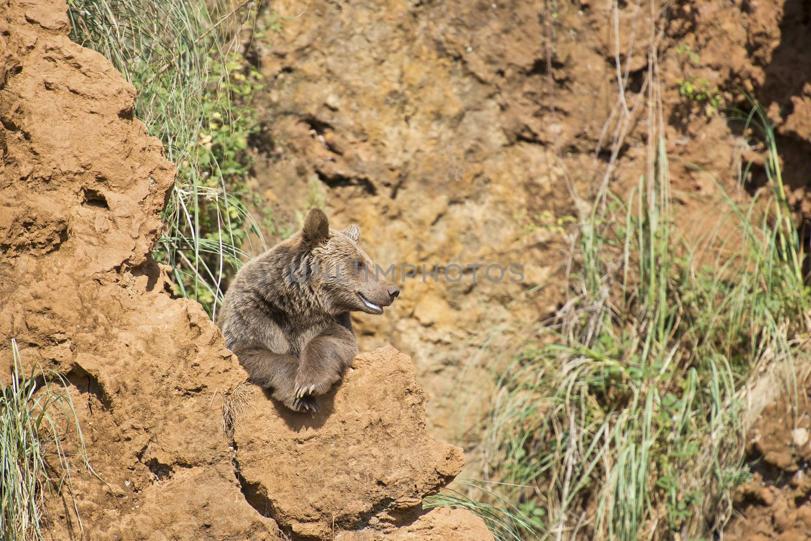 A brown bear climbing a cliff in his natural habitat.