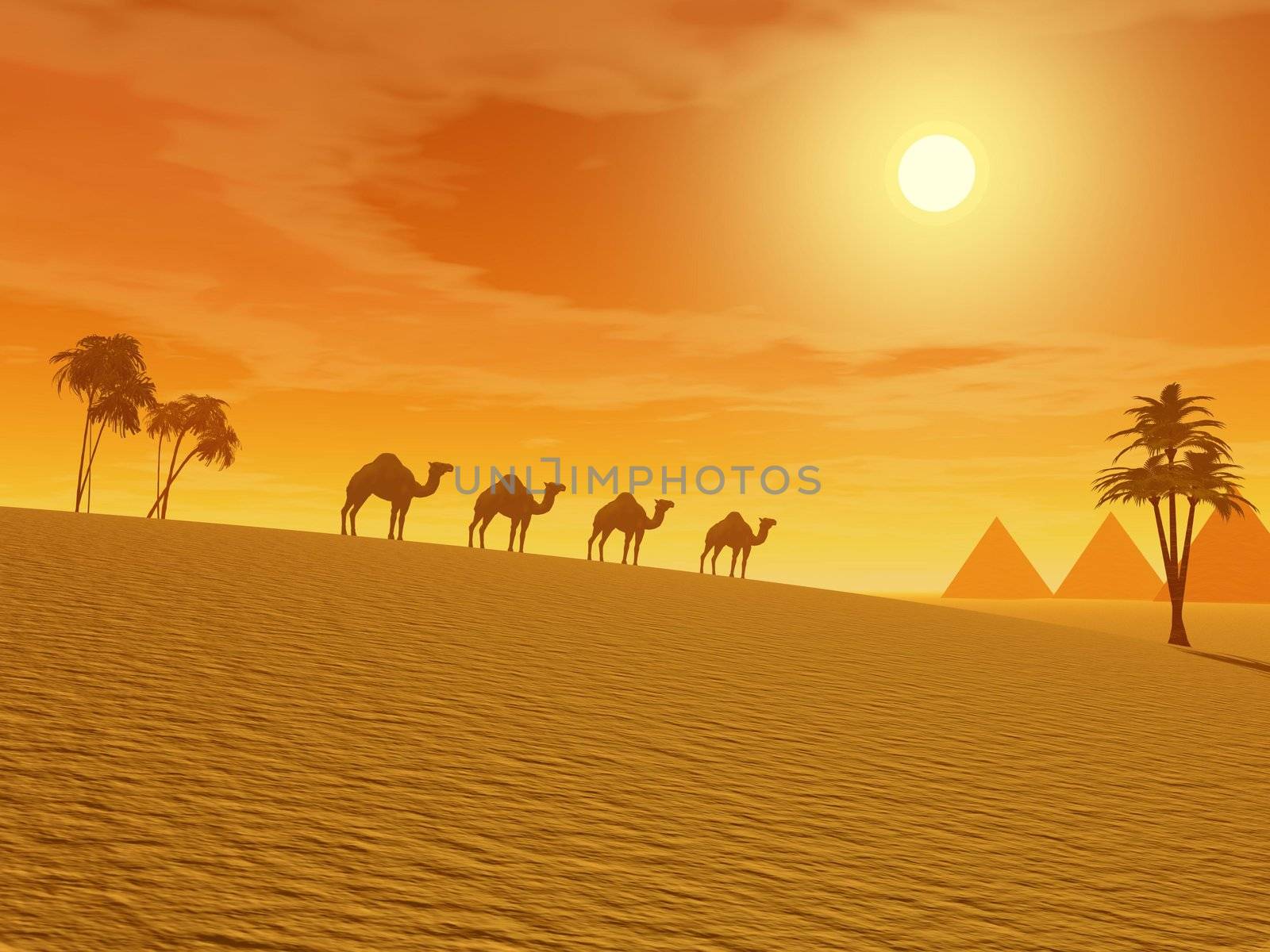 Camels walking in the desert between palmtrees and towards pyramids by sunset