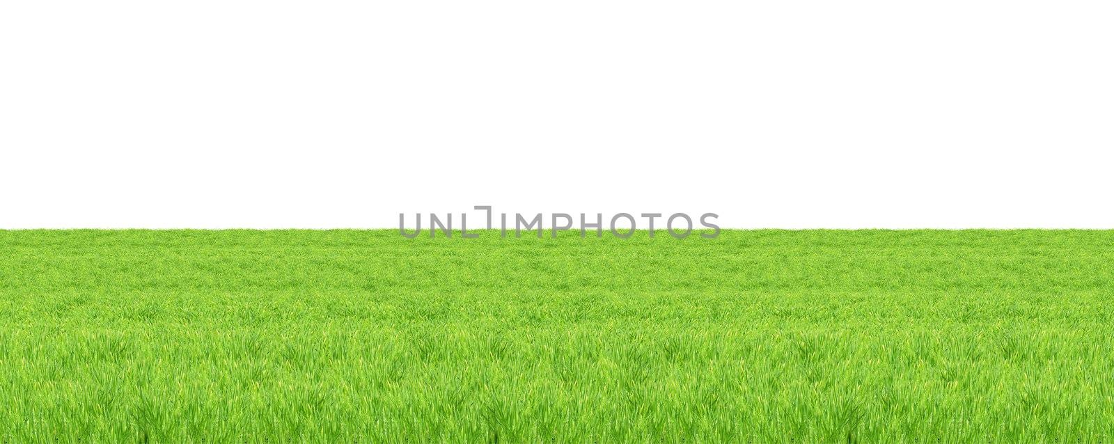 Isolated green grass on a white background