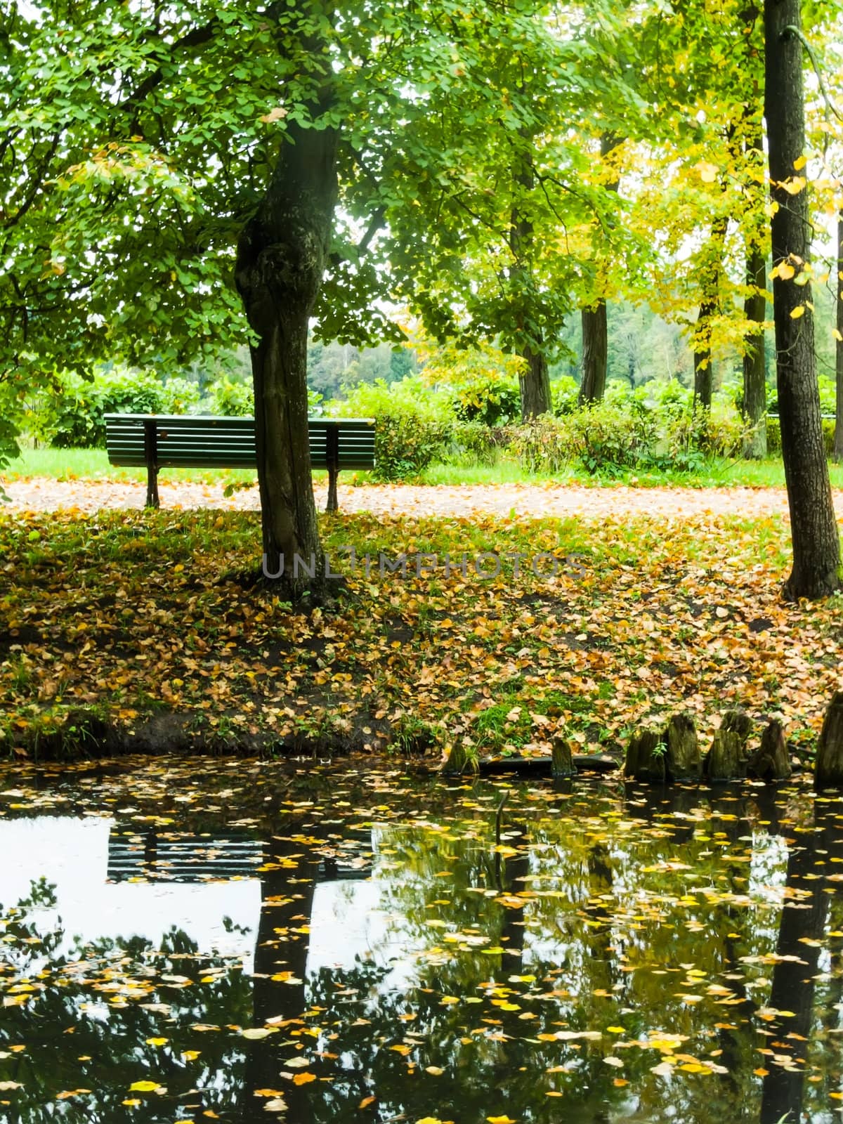 Golden Autumn bench in the park is reflected in water