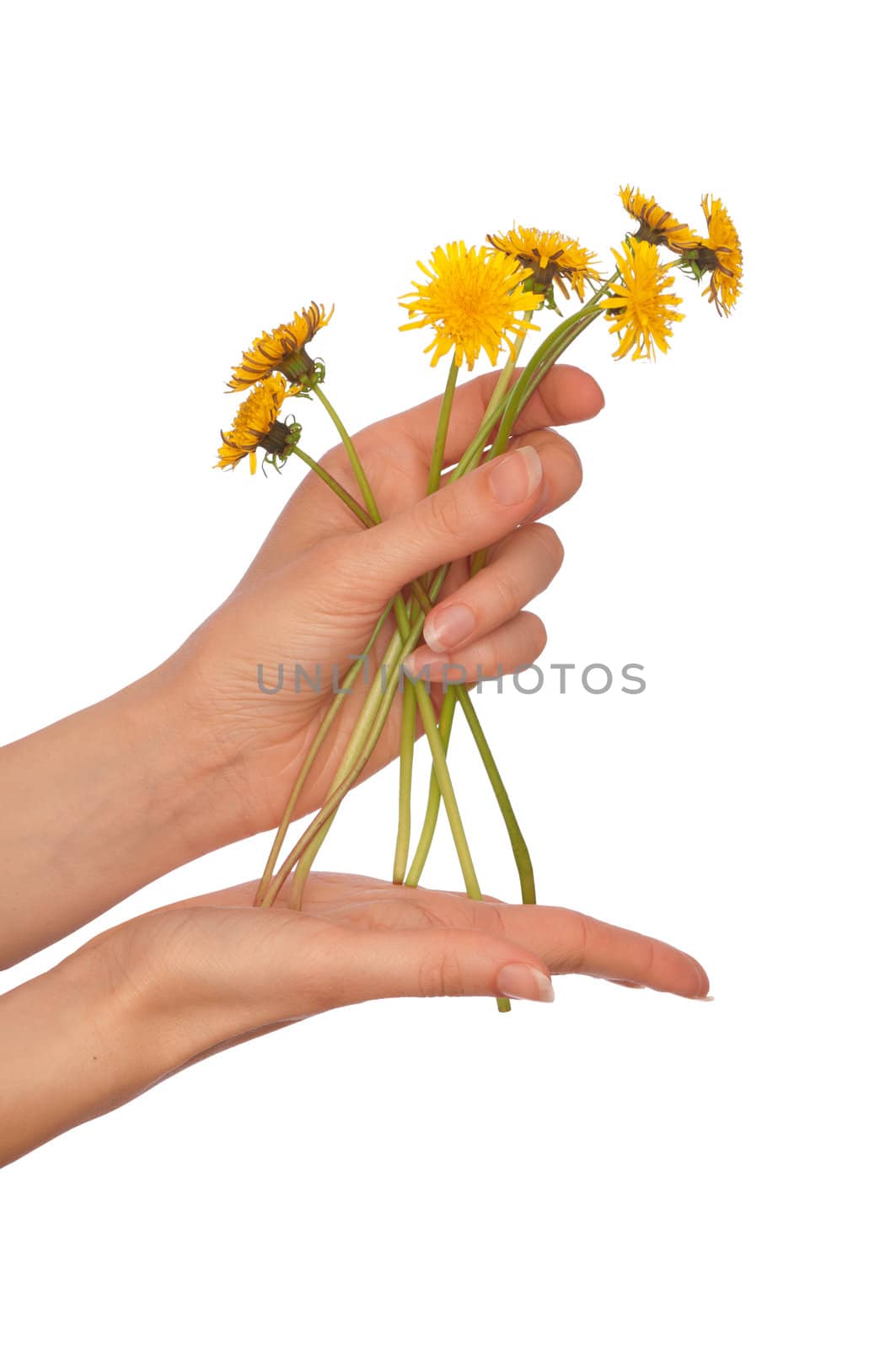 a few yellow dandelions in the woman's hand