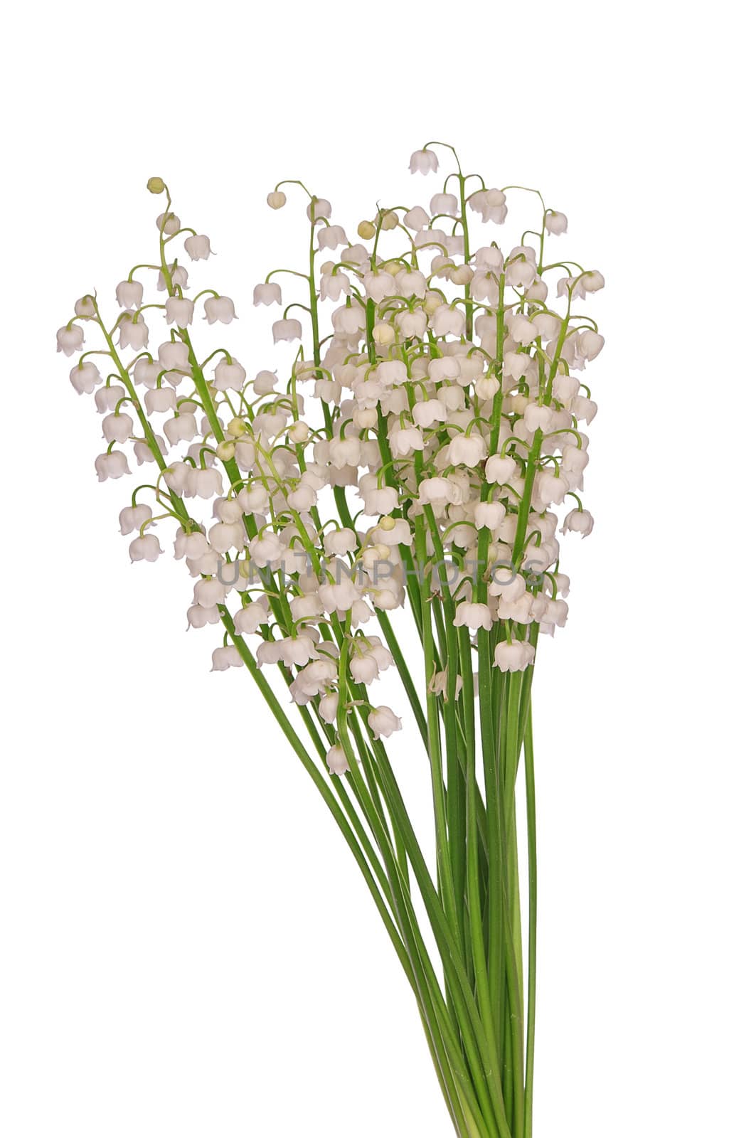 big fragrant bouquet lily of the valley