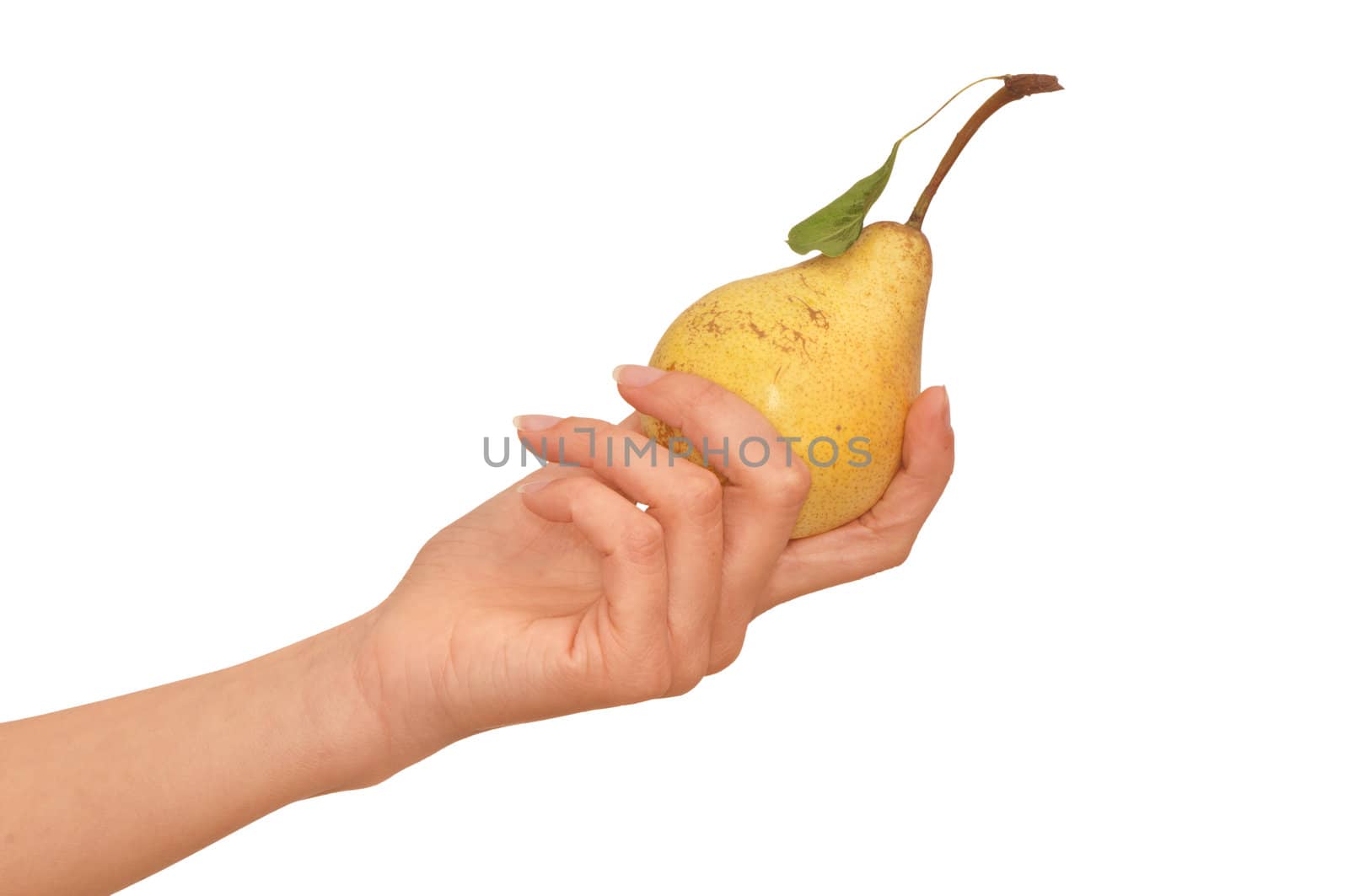 Yellow pear with a green leaf in hand