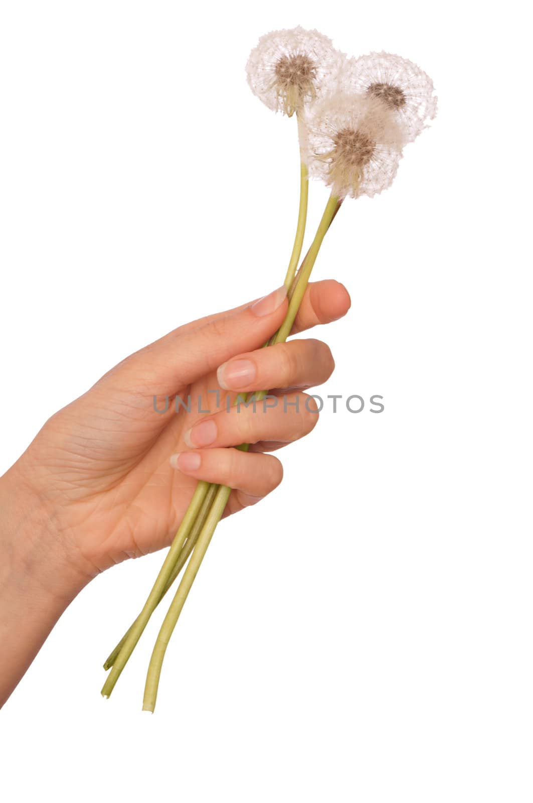 Woman holding fluffy blowballs in the hand