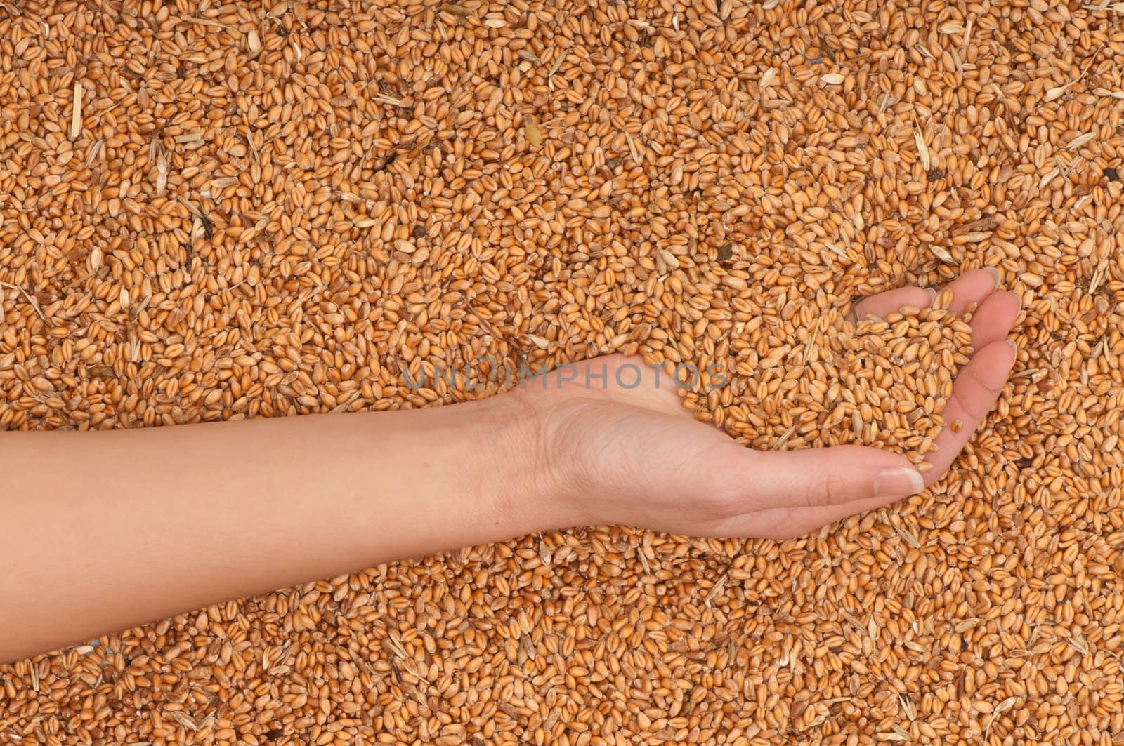 The businesswoman holds the grain for evaluating quality of the crop wheat