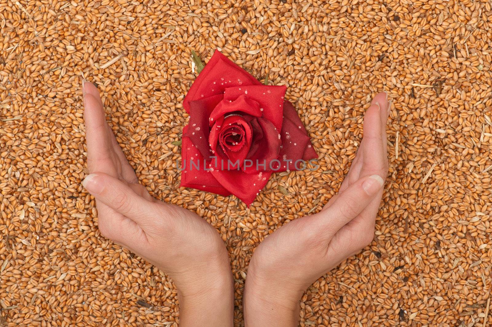 Flower as a symbol of growth and prosperity of agricultural business