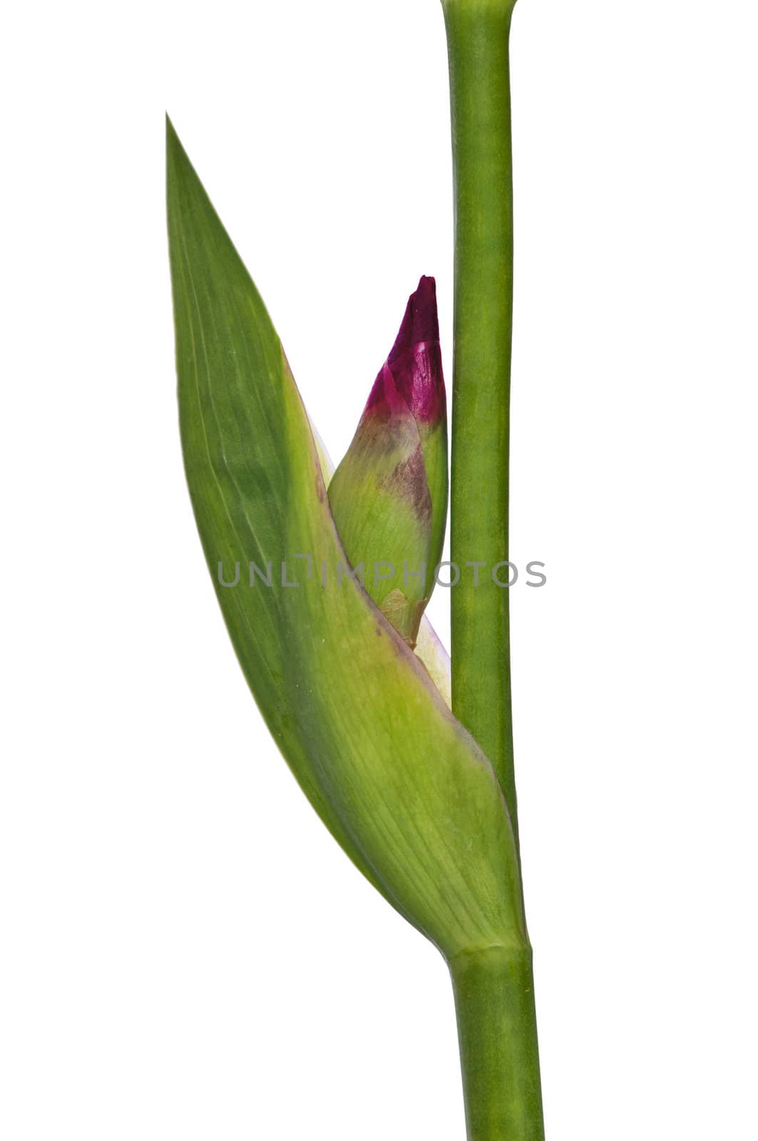 Lilac flower iris  with leaf opened the bud