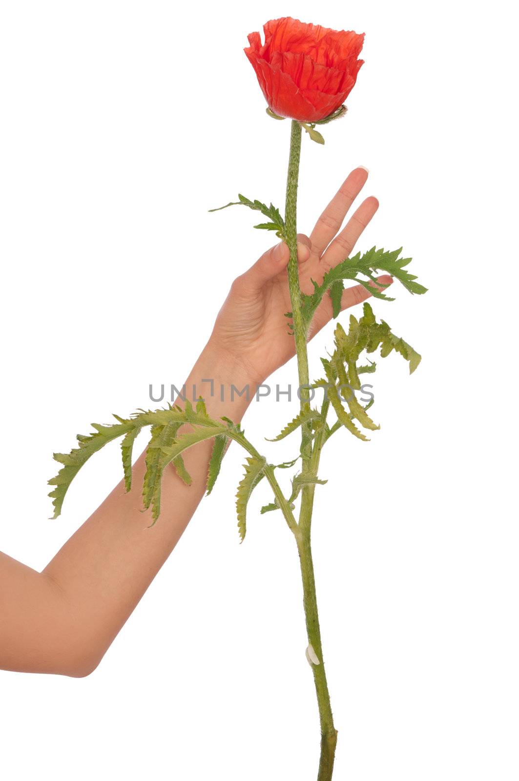 woman holding red poppy flower in the hand