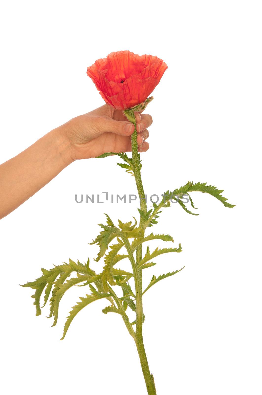 woman holding red poppy flower in the hand