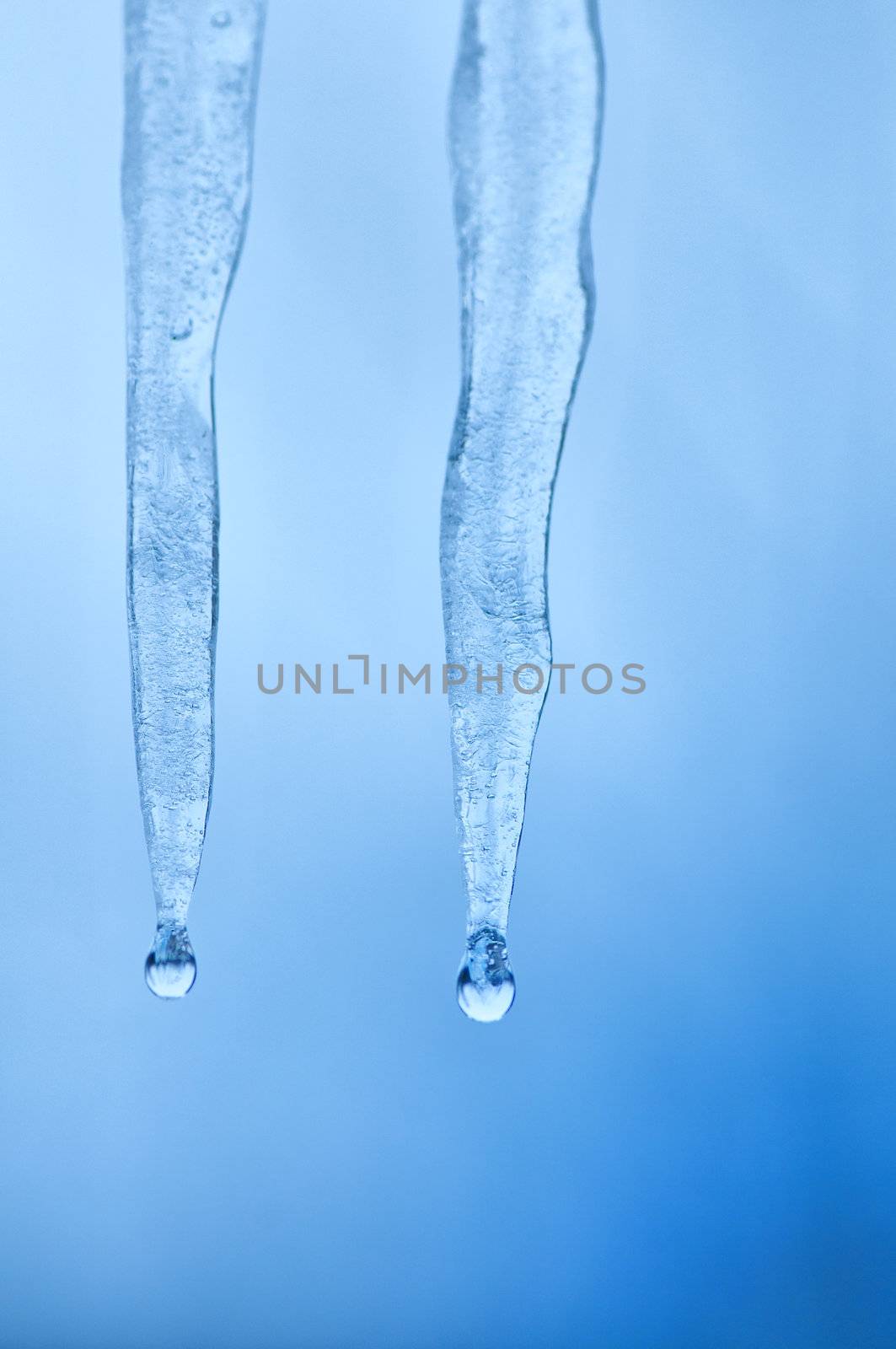 Thawing two icicles of a blue shade with water droplets