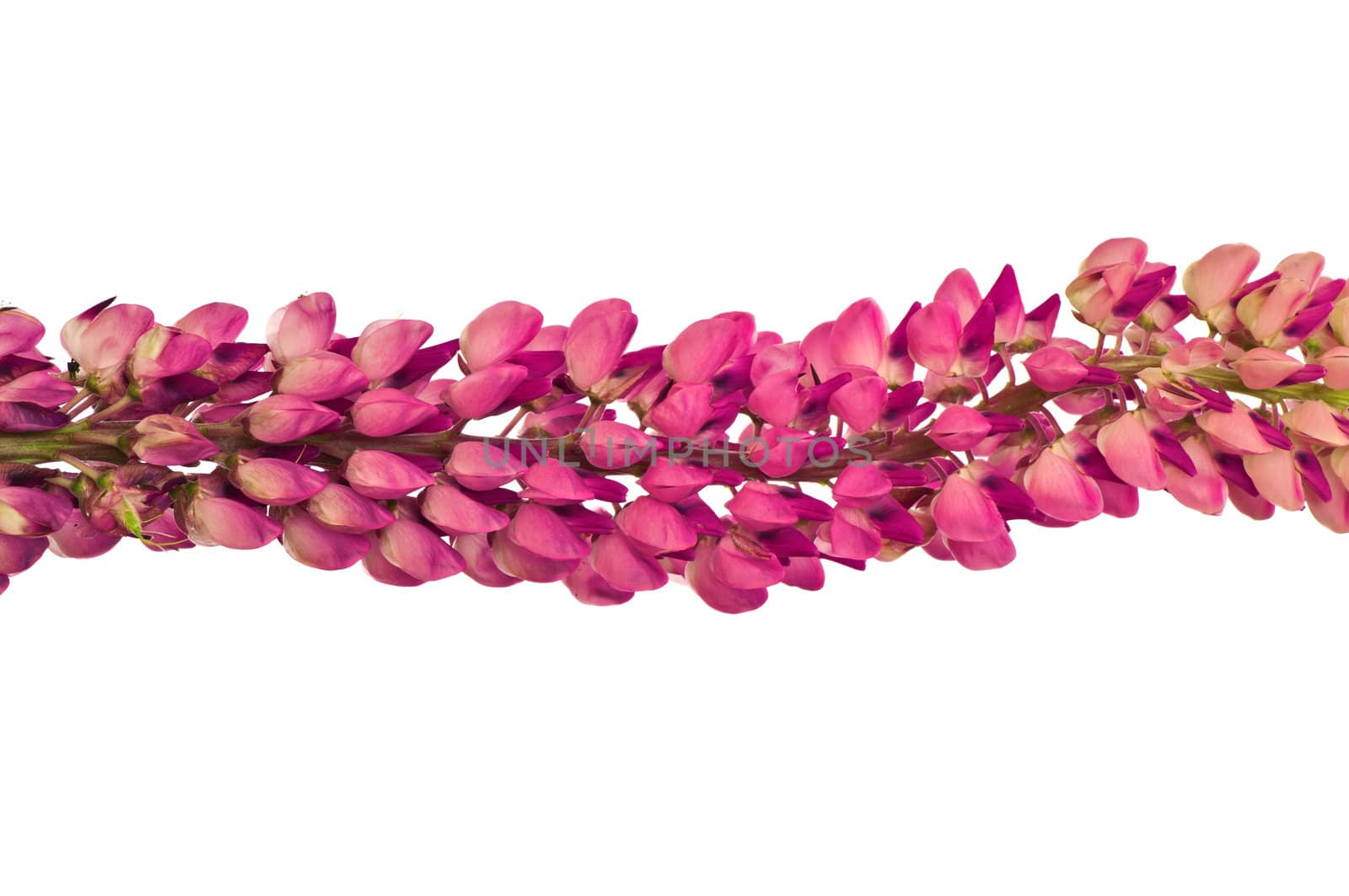 Long lilac branch covered with flowers on white background