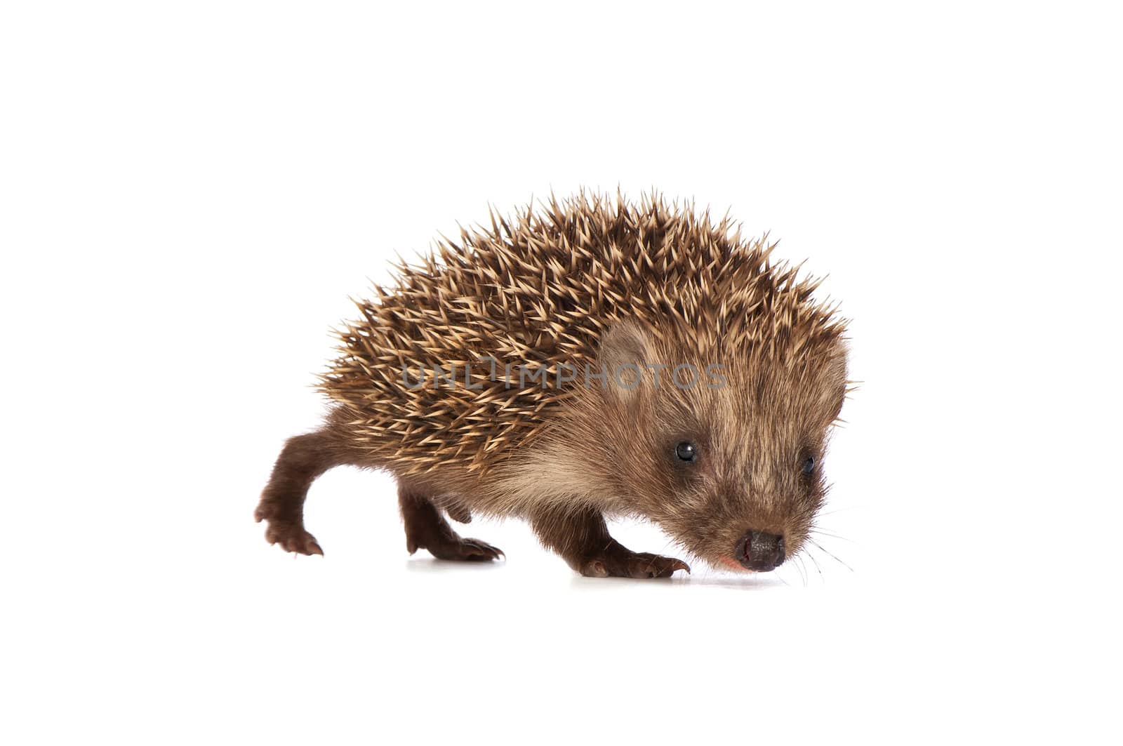 The small prickly hedgehog in motion looks at me